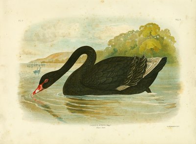 Black Swan by Gracius Broinowski
